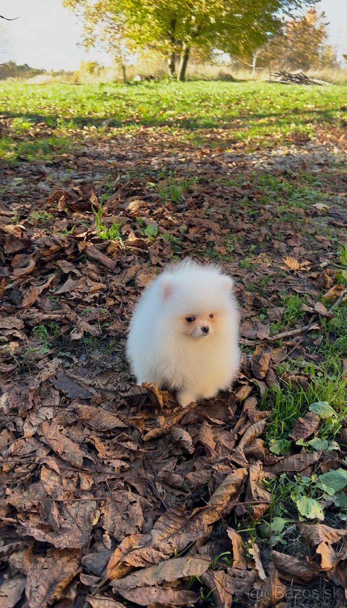 Pomeranian s PP FCI❣️ - 10