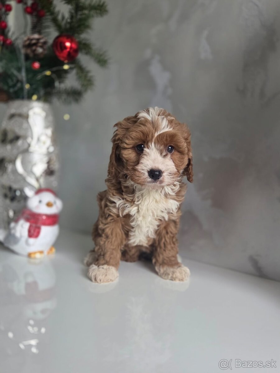 Cavapoo - 10