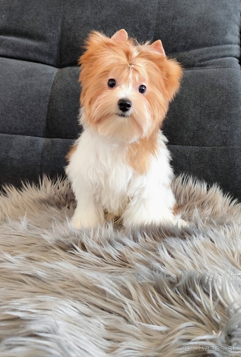 Yorkshire terrier - 10