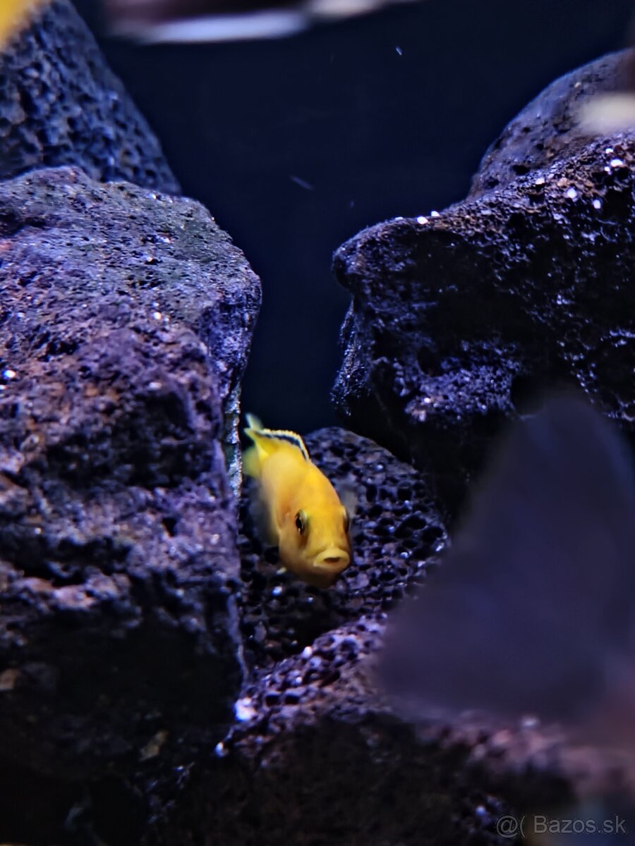 Malawi Africké cichlidy - 10