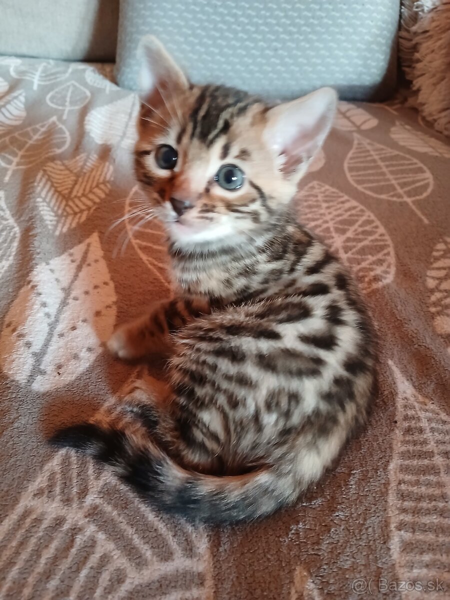 bengal bengalska macka bengalske maciatka - 10