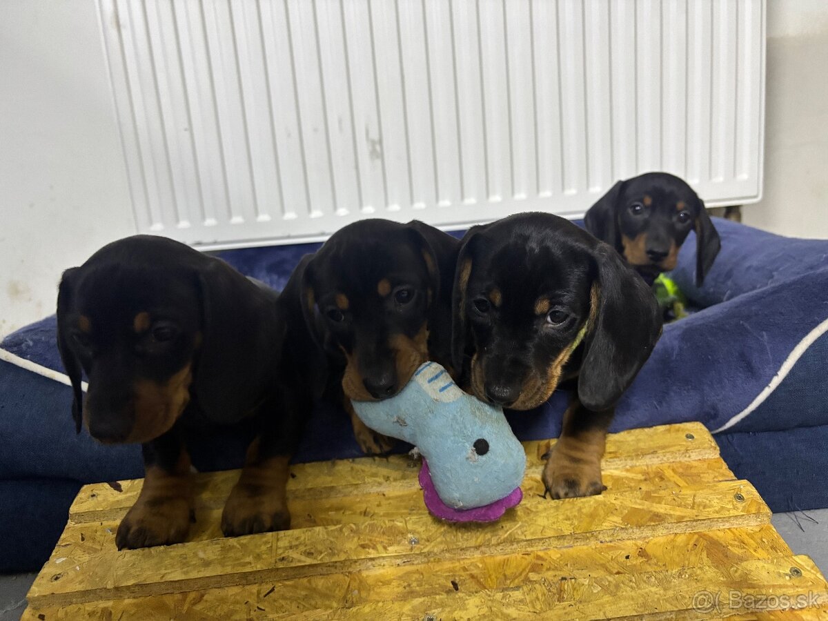 Jazvečík kratkosrstý - 10