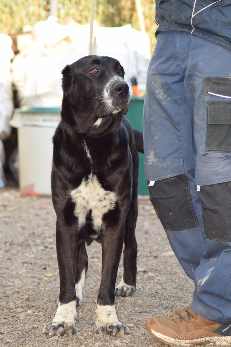 Stredoázijský ovčiak_1 - 10