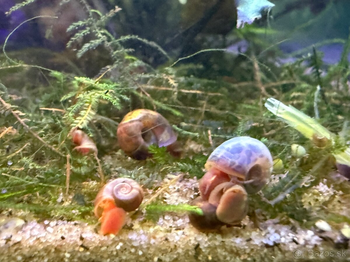 Predám Krevetky, mini ráčiky, gupky, kotúľky. - 10