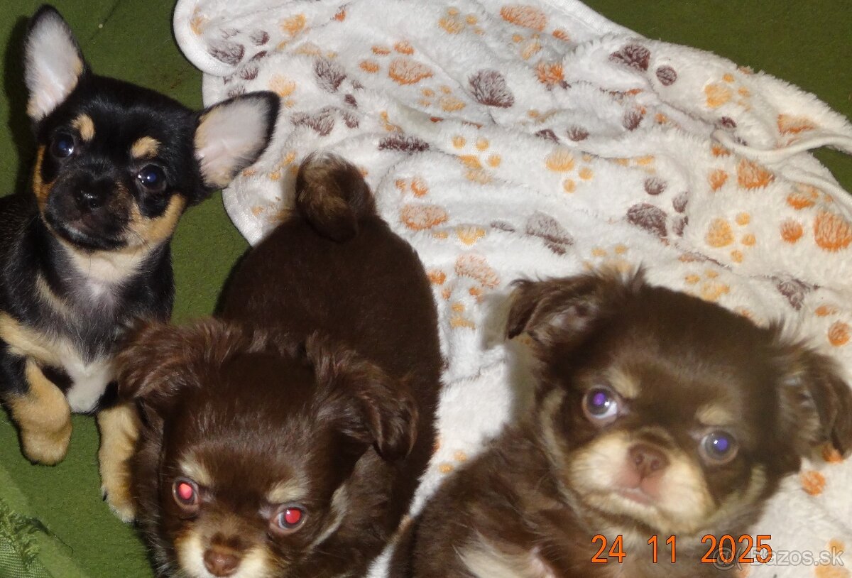 civava krátkosrstá,dlhosrstá. - 10