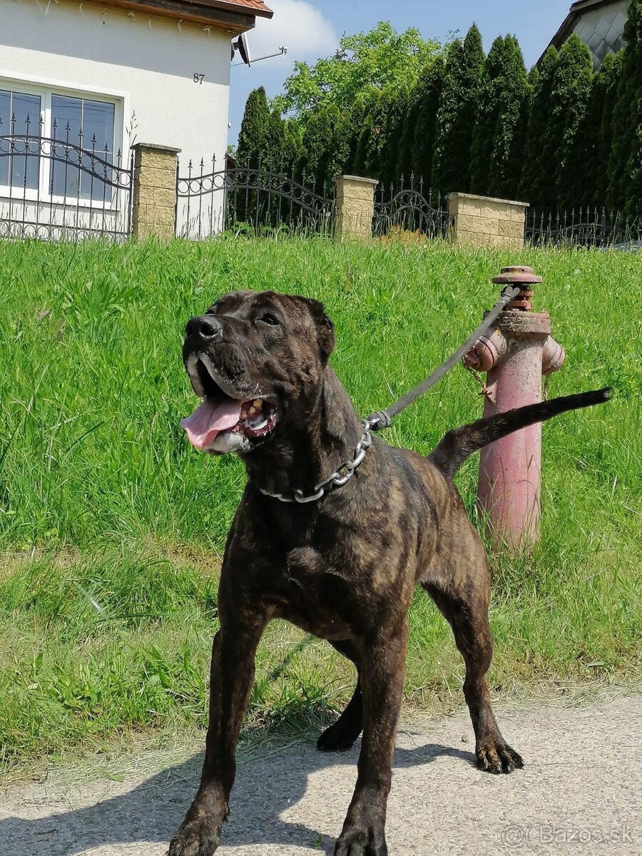 Presa Canario - 10