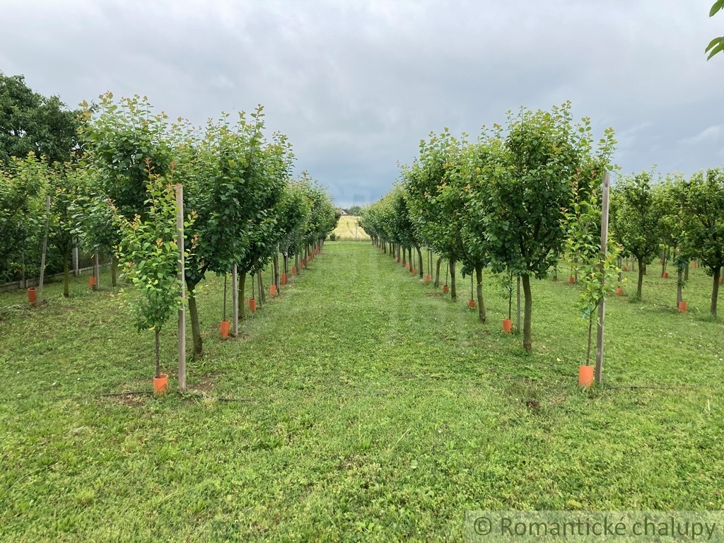 Priestranný stavebný pozemok s krásnym ovocným sadom v obc - 10