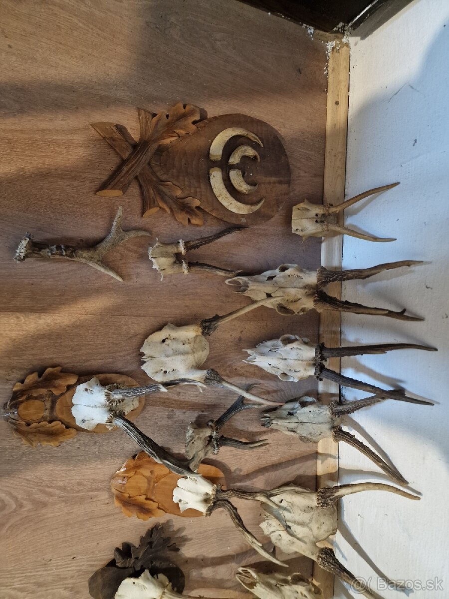 Predám Zhody, parožie,trofeje - 10