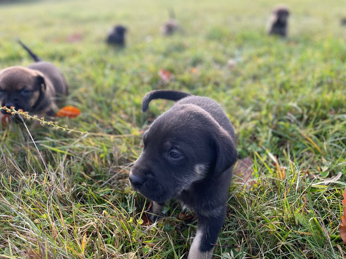 Hľadáme domov pre šteniatka ❤️ - 10