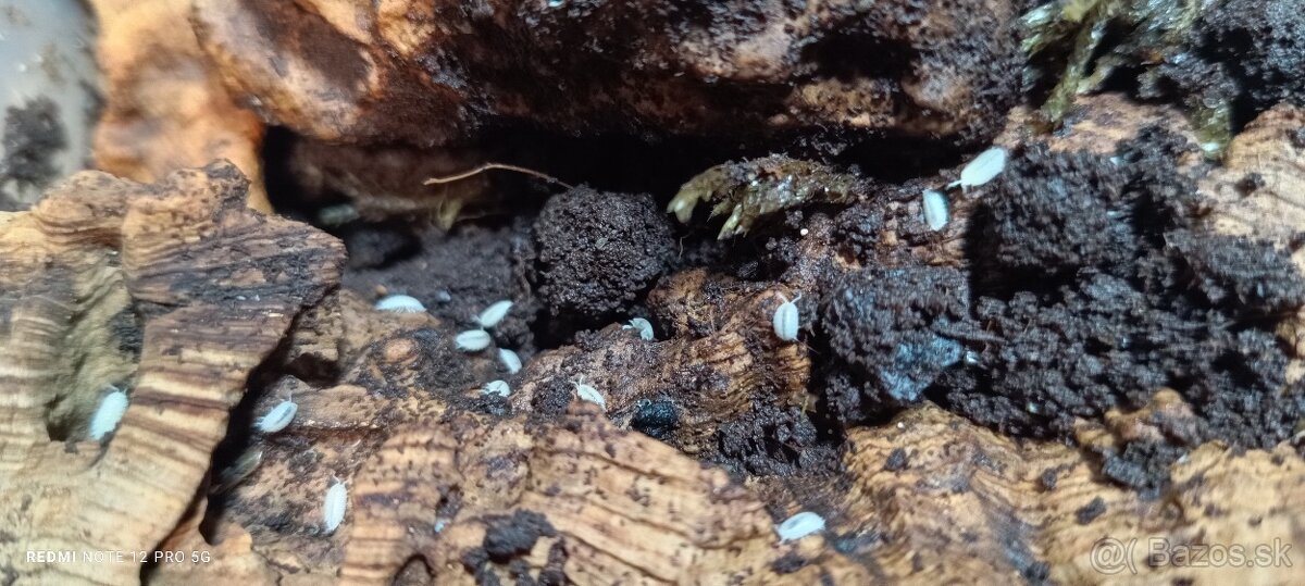Isopoda celý chov - 10