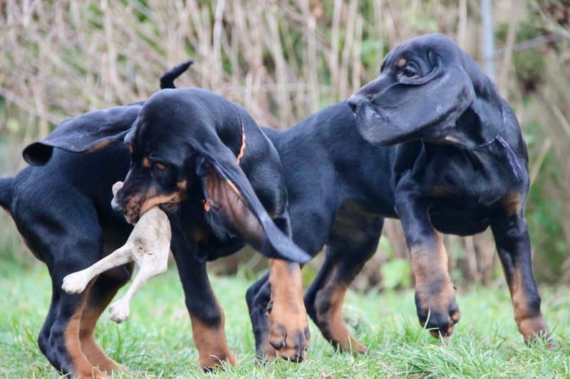 Americký mývalí pes- Black and Tan Coonhound - 10