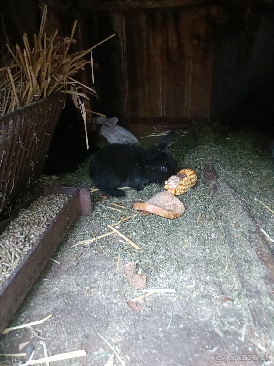 Predám králiky - 10