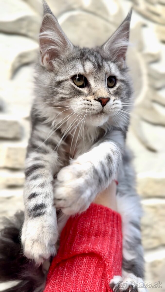 ⚜️Maine Coon s PP Mainská Myvalia - 10