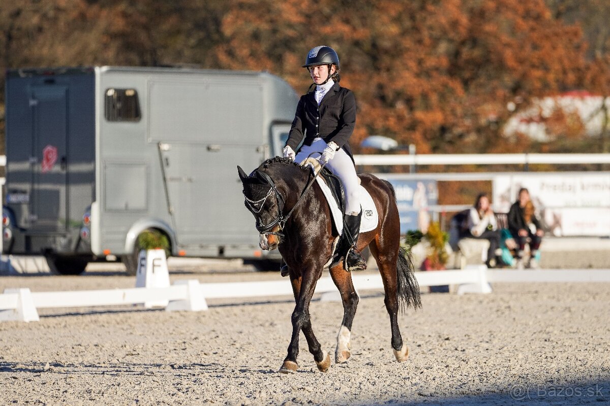 Skúsený pony B (146 cm) do drezúry, aj do parkúru - 10