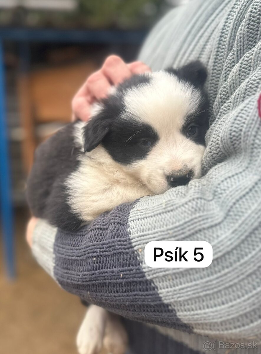 Predám šteniatka border kolie - 10