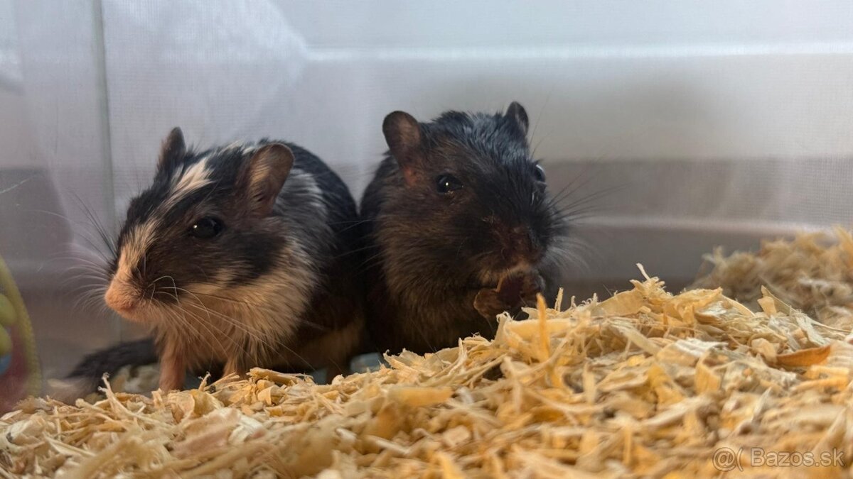 Darujem pieskomilov - 10