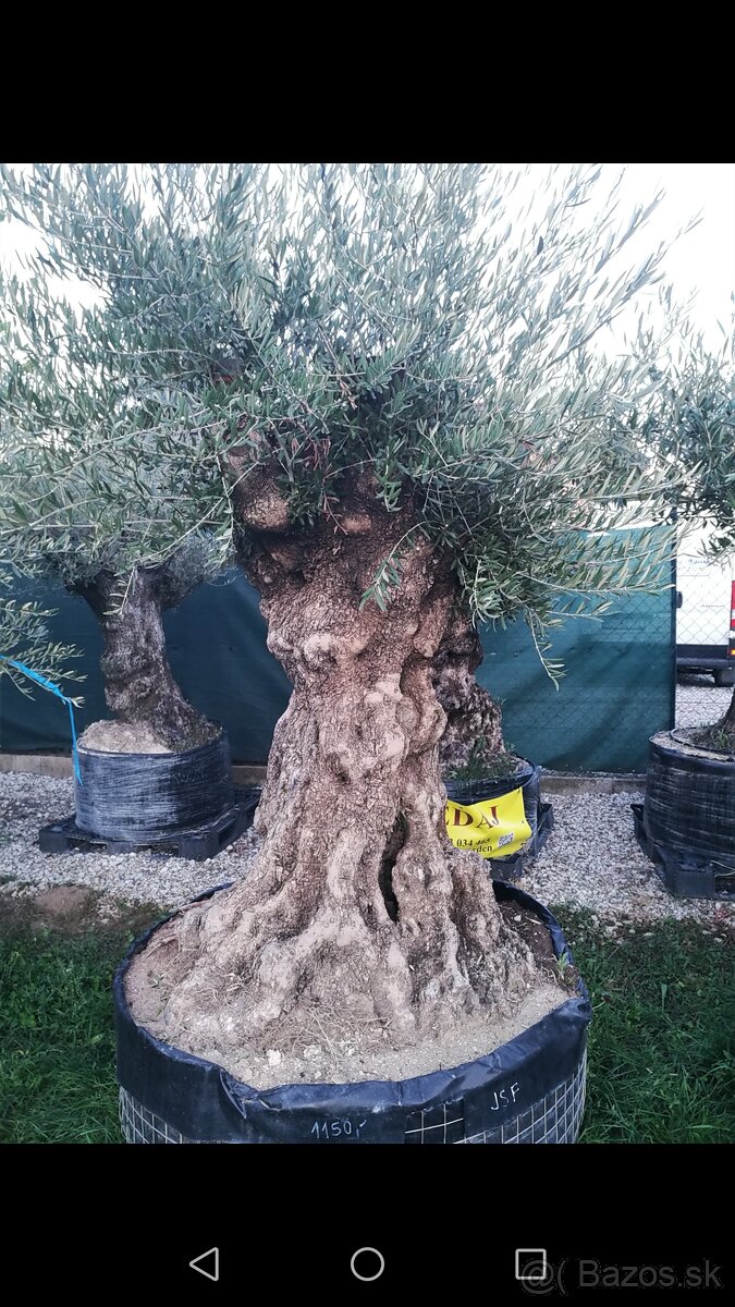 Olivovník Europea - 10