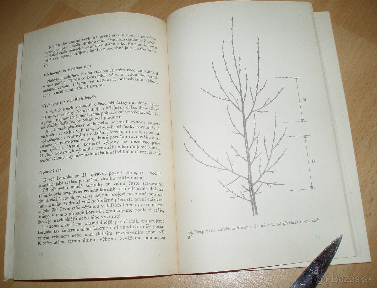 ez ovoných dřevin - 10