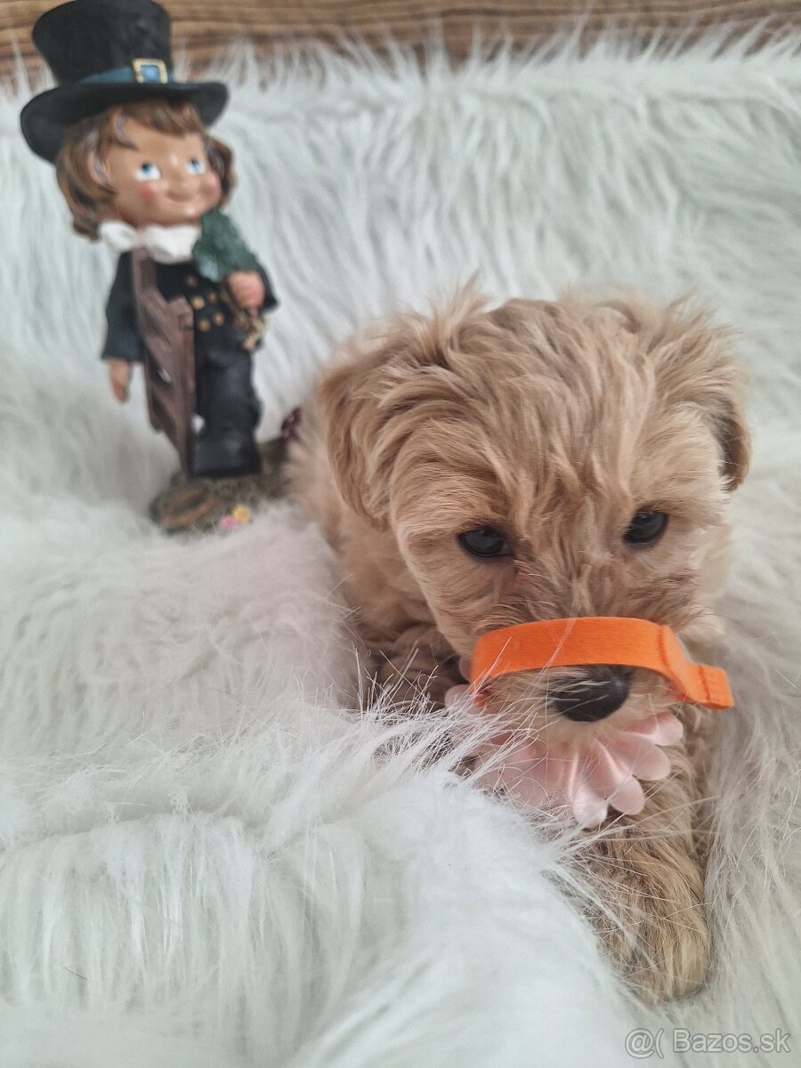 Maltipoo šteniatka, F1 - 10