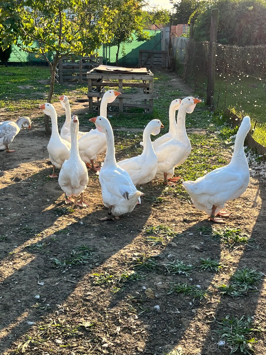 Cholmogorské husi - 10