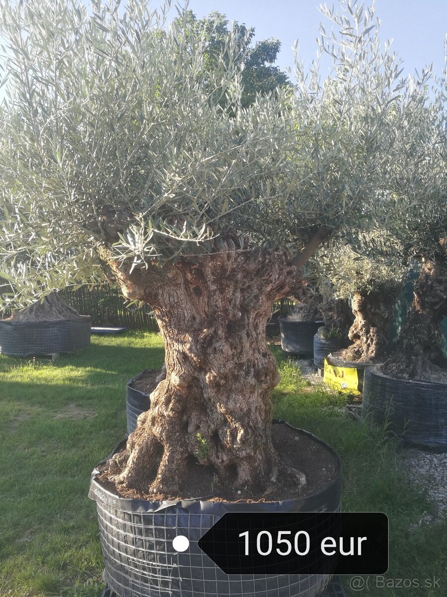 Olivovník bonsai - 10