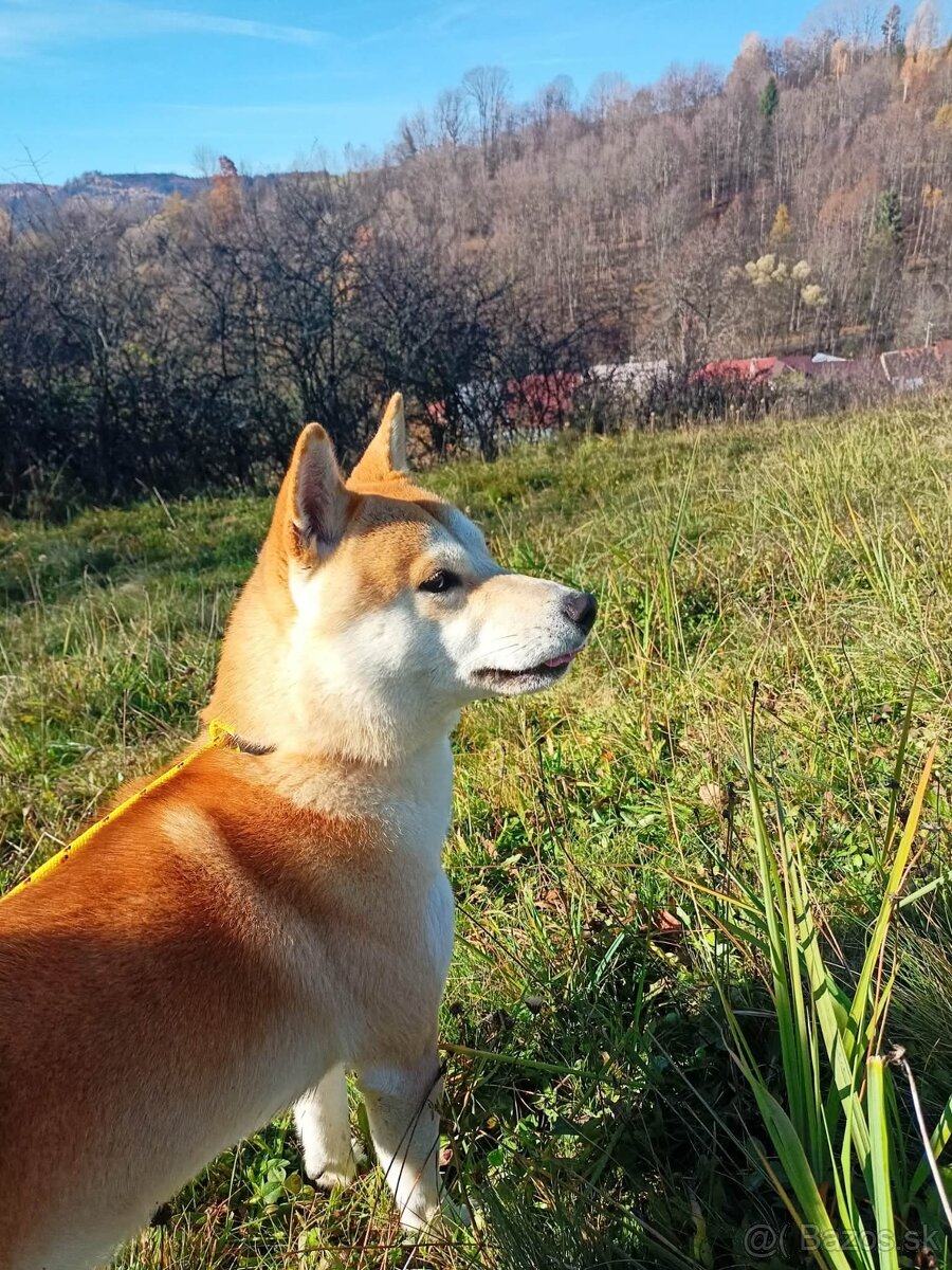 Shiba inu - 10