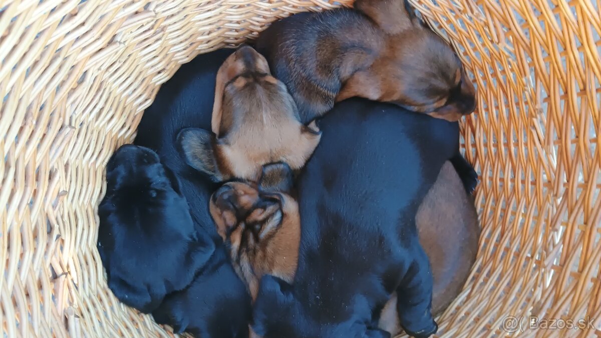 Jazvečík trpasličí šteniatka - 10