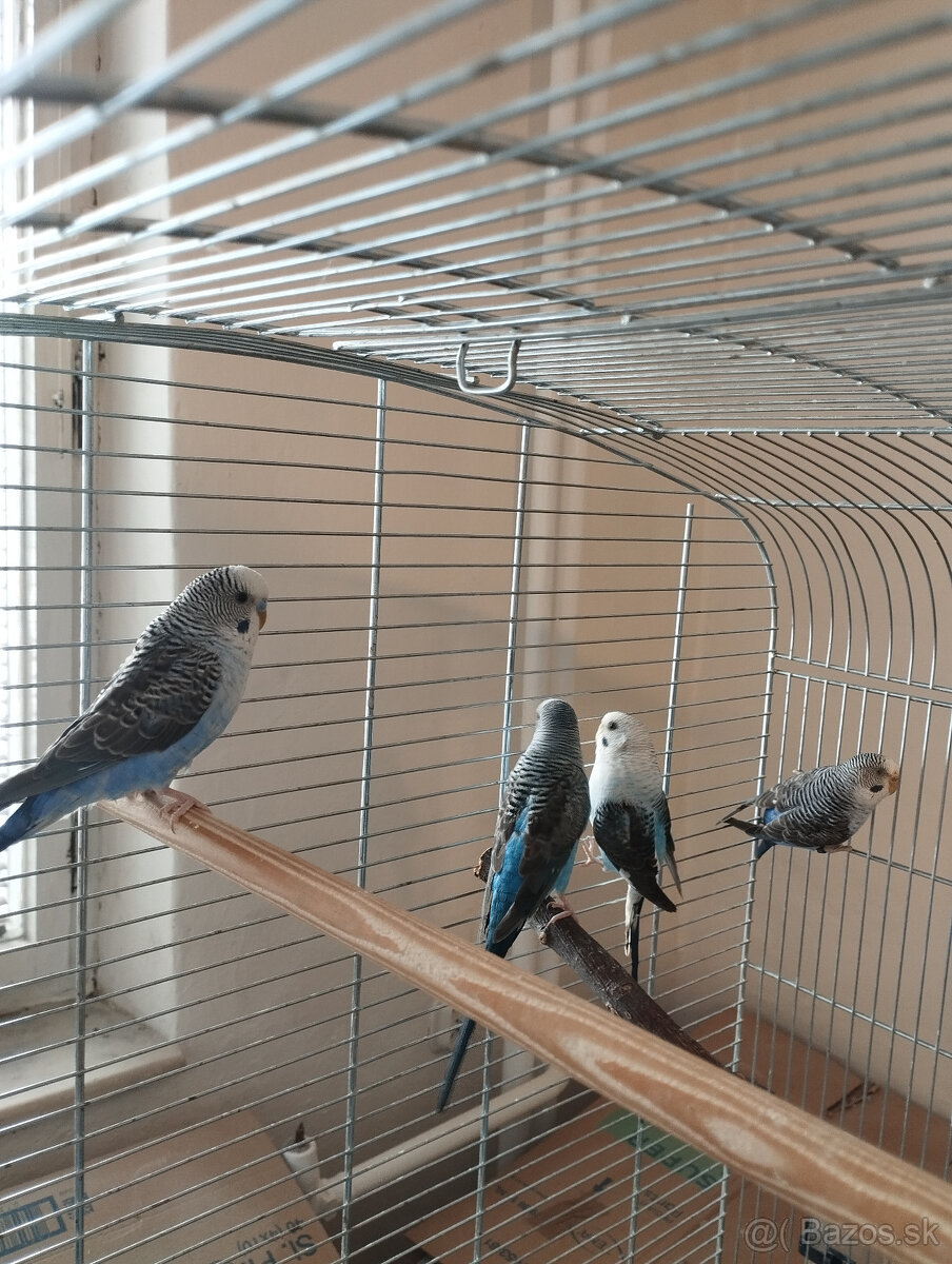 andulky na predaj - 10