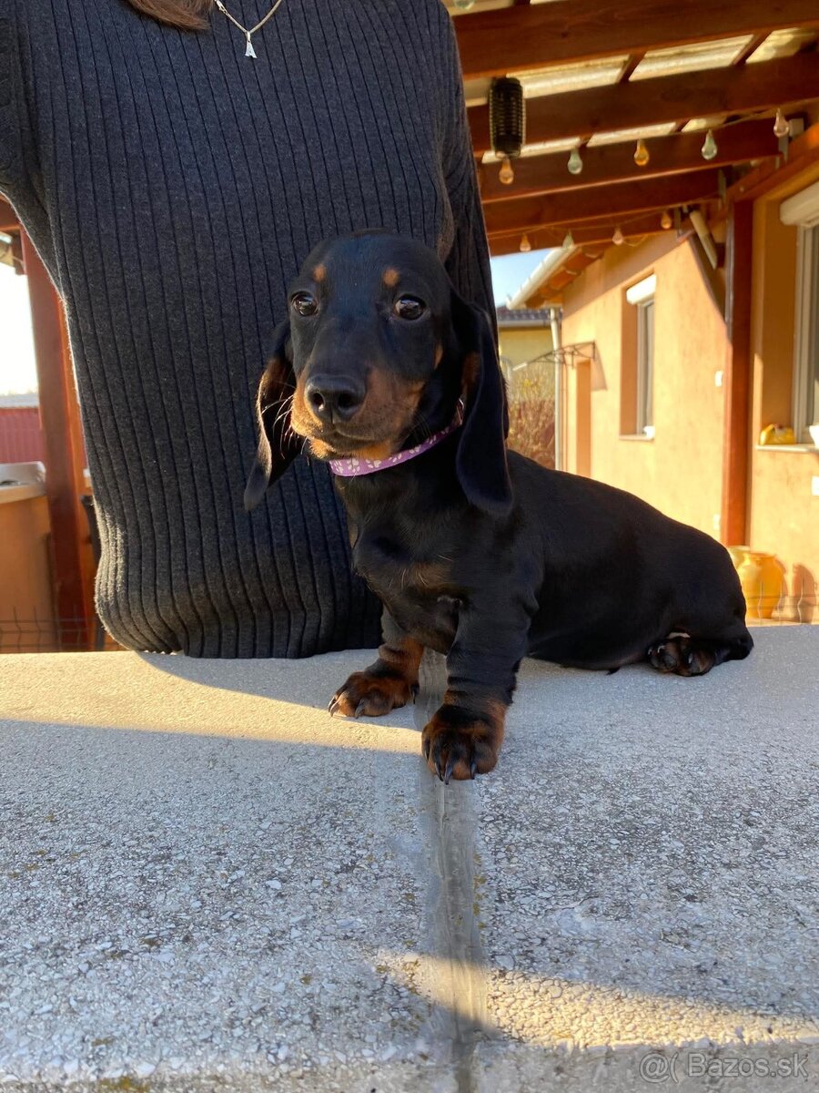 Jazvečík trpasličí s PP (chalani) - 10