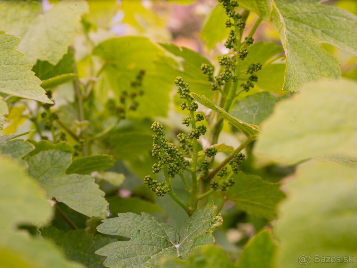 Starý vinič v kvetináči - 10