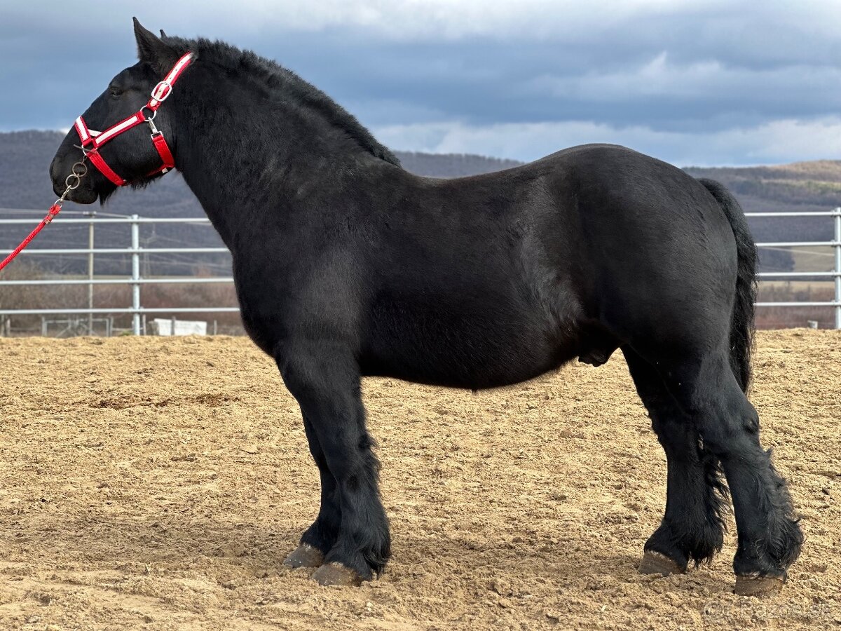 Ťažný kôň na predaj - Valach - 10