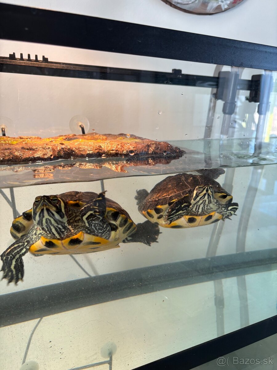 🐢 Vodné korytnačky – Lujza a Berta 🐢 - 10