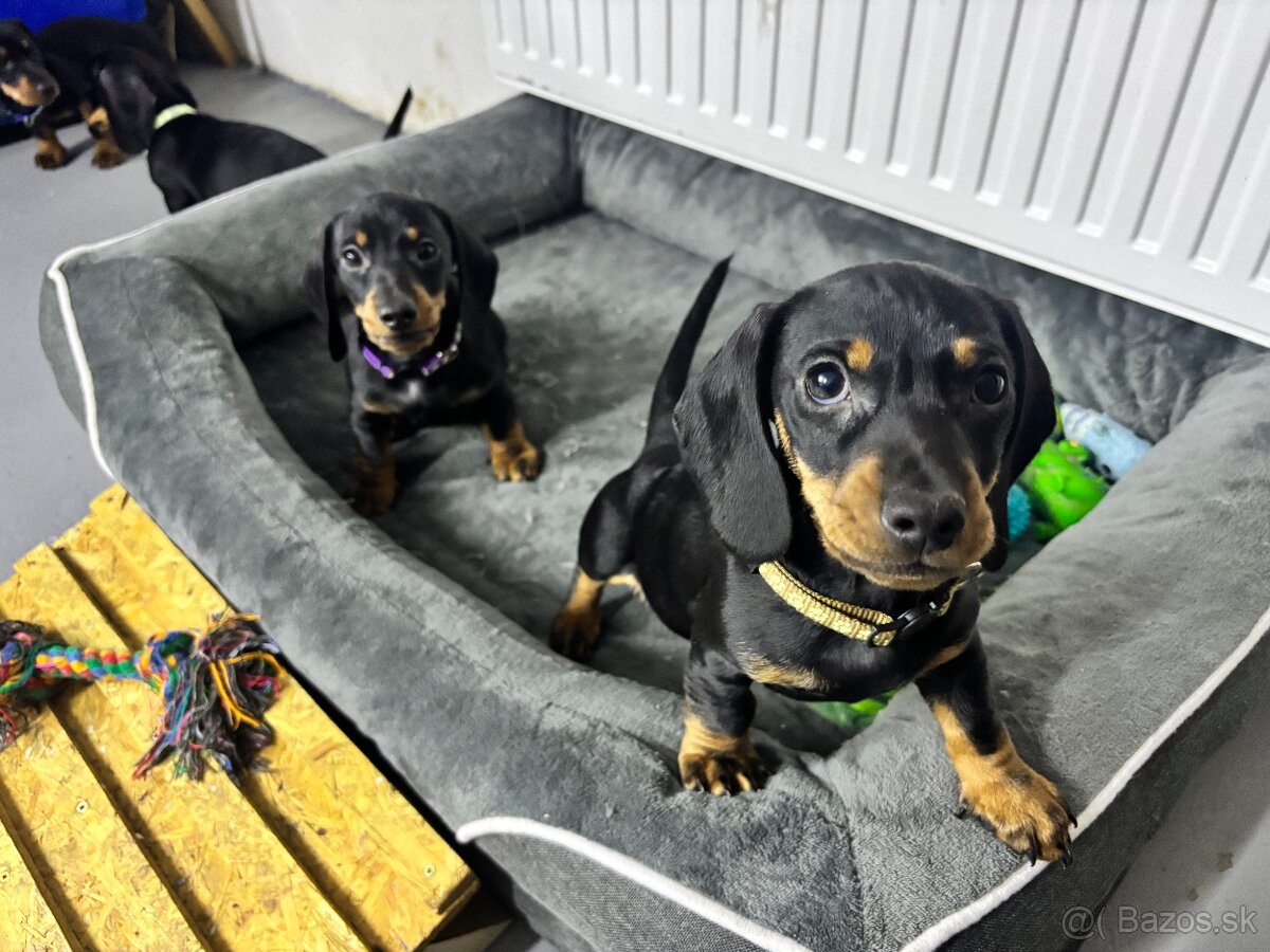 Jazvečík kratkosrstý - 10