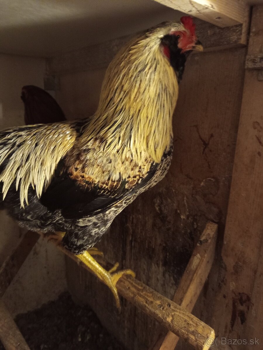 Mám na predaj kohúty Araucany. - 10