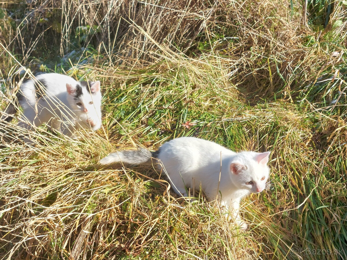 Podarujem mačiatka - 10