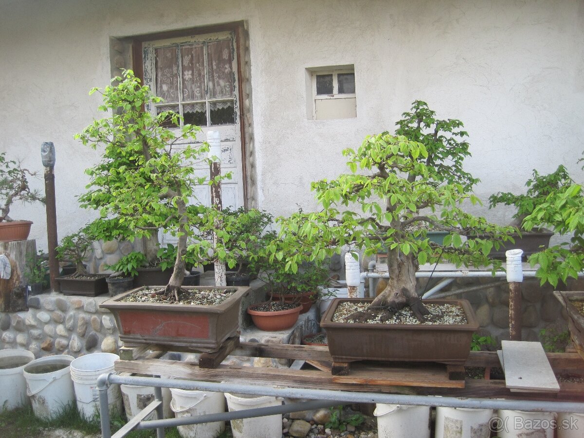 bonsai,bonsaj-hrab 7 - 10