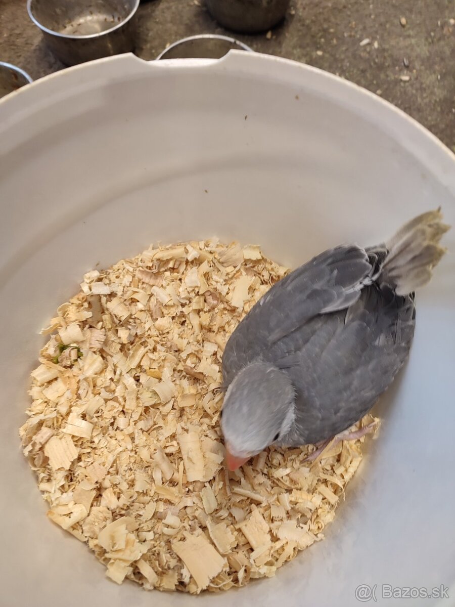 Alexander malý - 10