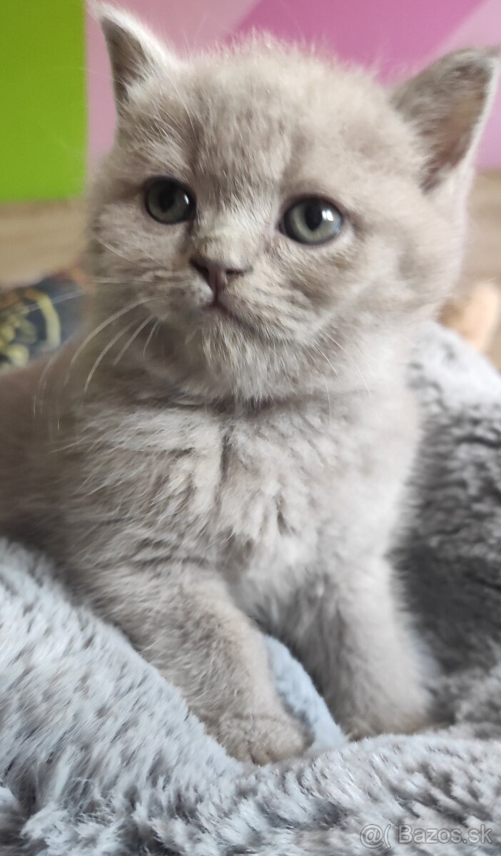 Britské mačiatka - 10