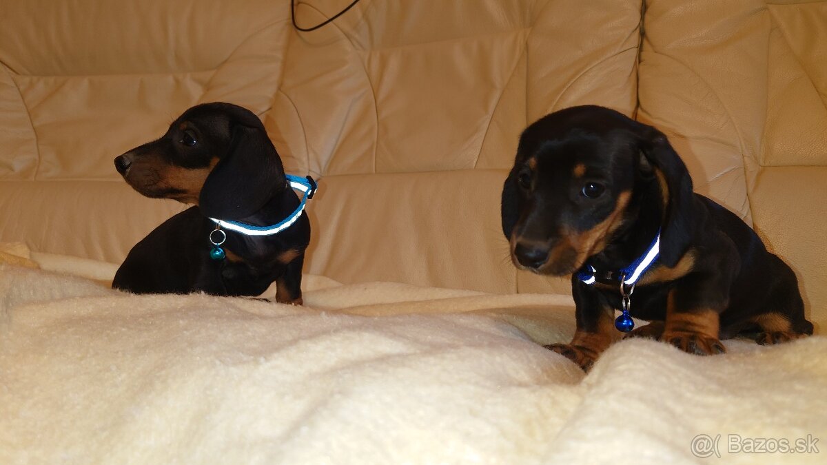 Jazvečik trpasličí hladkosrsty králičí psík - 10