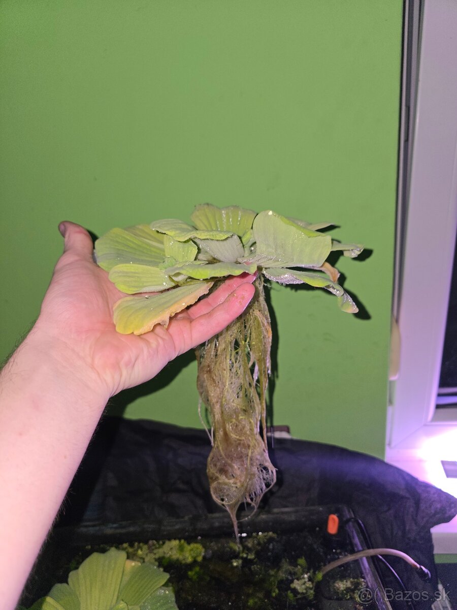 Pistia stratiotes - 10