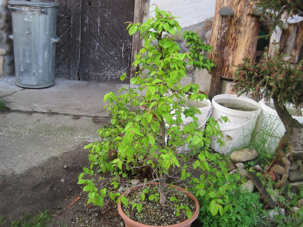 bonsai,bonsaj-hrab 5 - 10