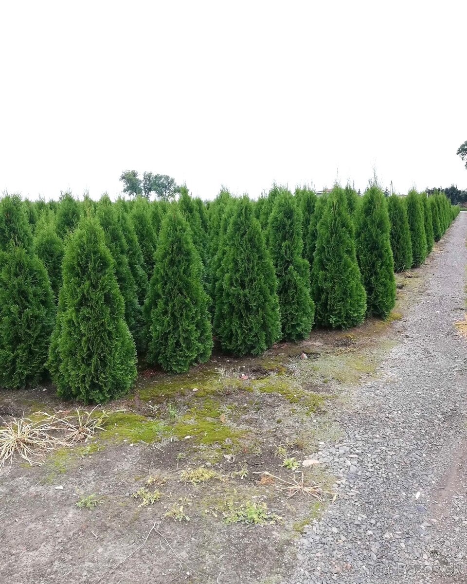 Tuje Smaragd - Čadca - 10