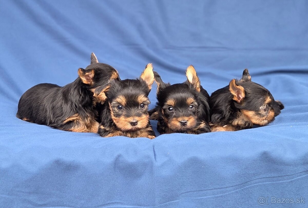 Yorkshirsky terier - 10