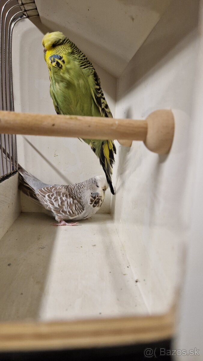 Vystavne Andulky - 10