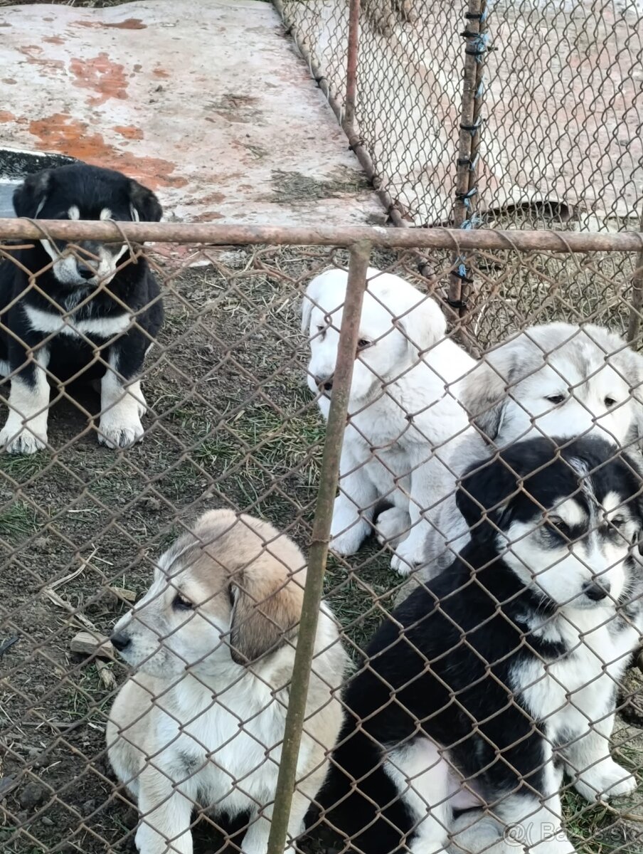 Predám Šteniatka - 10