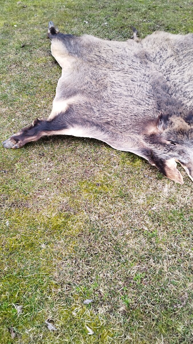 Predám vypracovanu kožu zlatého diviaka parožie zhody trofej - 10