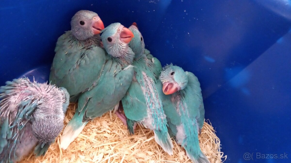 Alexander malý , aratinga slnečná KROTKY - 10