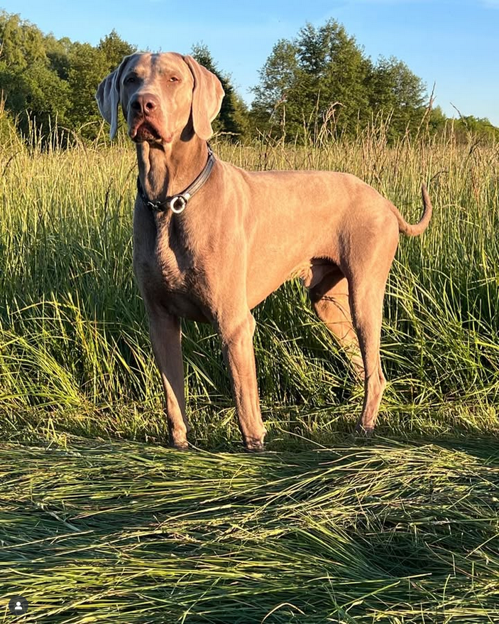 Weimarský krátkosrstý stavač - štěniatka s PP - 10