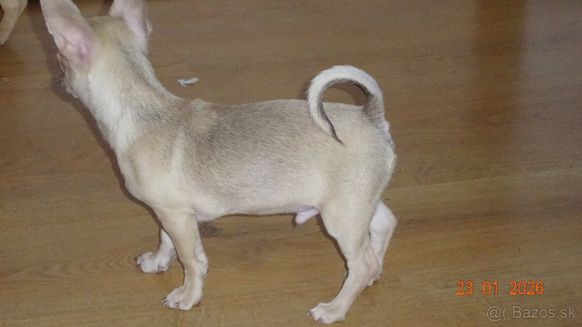 čivava krátkosrstá - 10