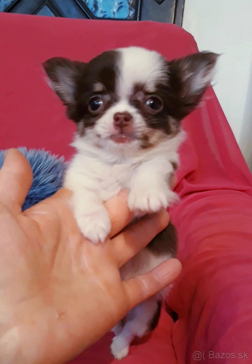 Čivava dlhosrstá - 1psík + 1fenka - 10